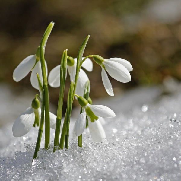 Spring Scents for Your Home